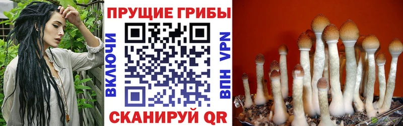 Псилоцибиновые грибы мухоморы  наркошоп  Нерюнгри 